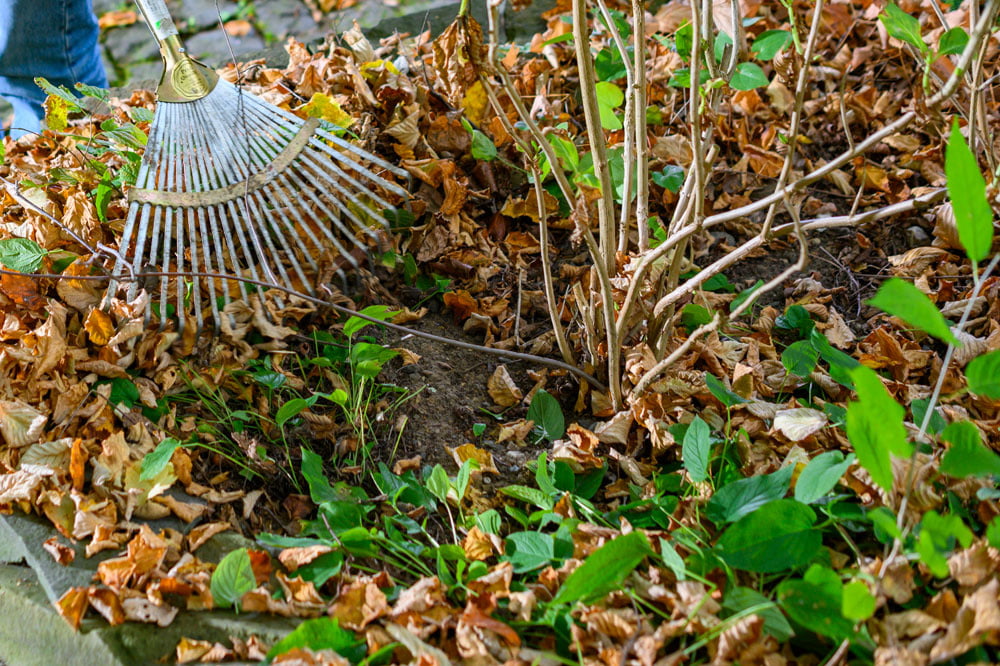 Laub im Garten Was ist zu beachten? selbermachen.de