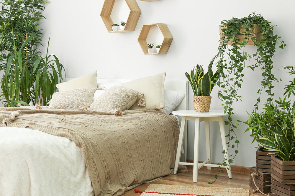 Die 8 besten Pflanzen fürs Schlafzimmer