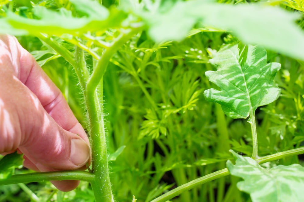 Tomaten ins Freiland pflanzen in 5 Schritten
