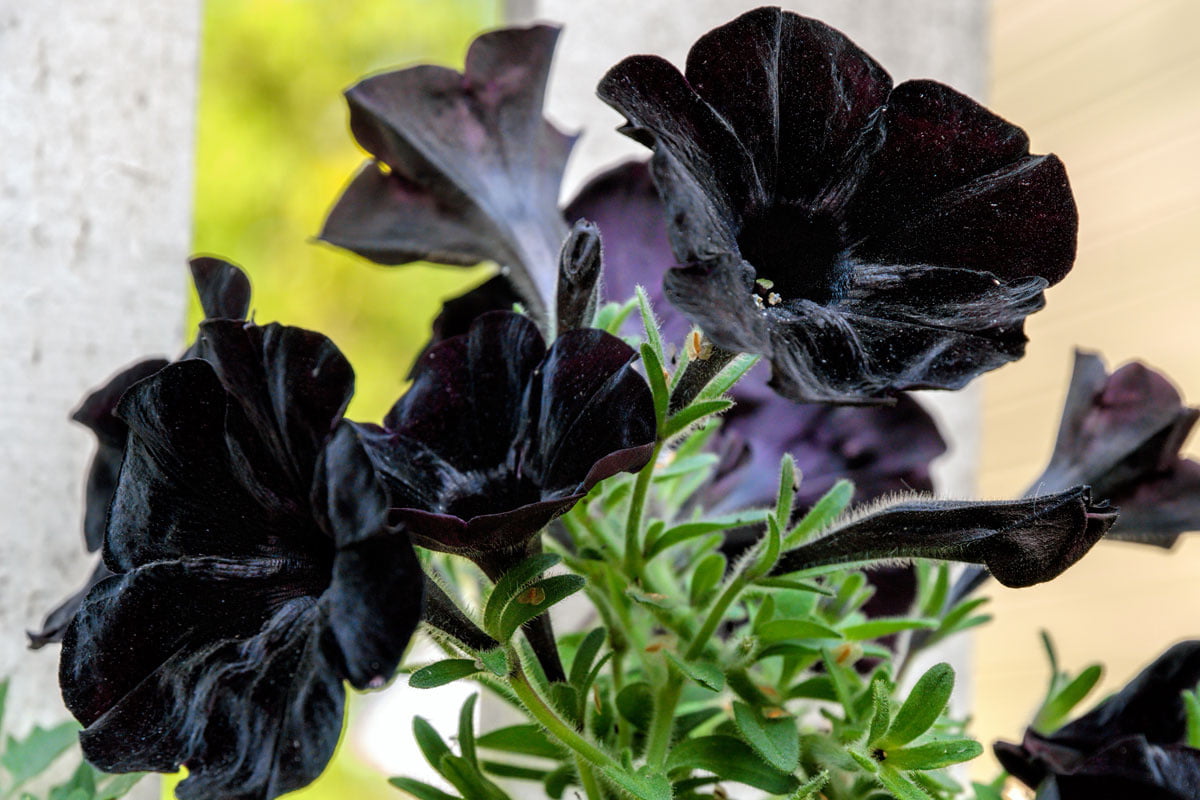 21 Schwarze Blumen für drinnen und draußen