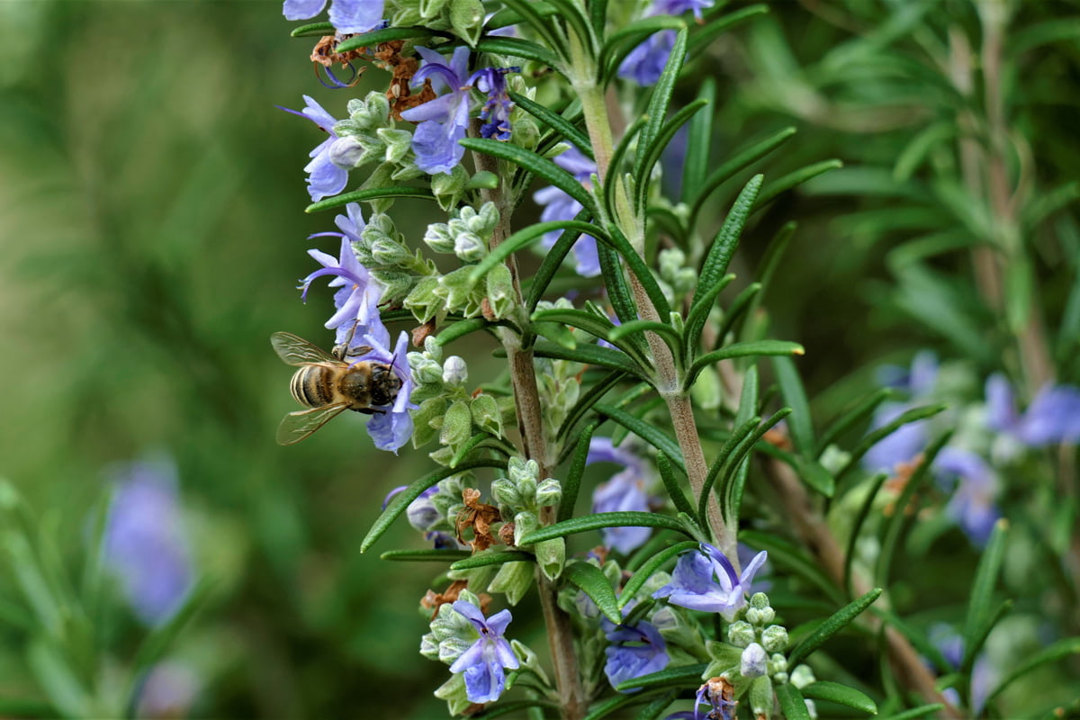 32+ Bienenfreundlich Zierpflanzen, Dabei ist es wichtig, alle monate