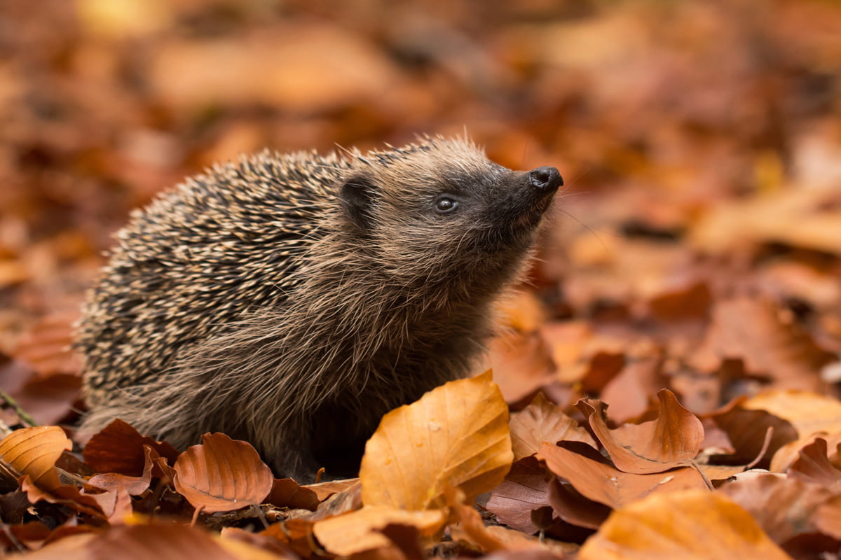 10 Tipps, um Igel im Garten zu überwintern