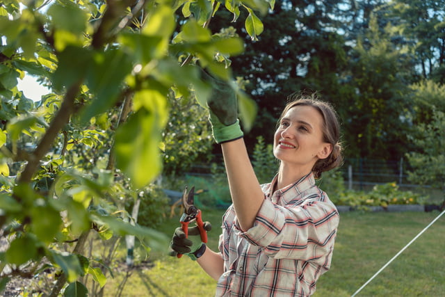 Obstbaumschnitt im Sommer So geht's richtig!